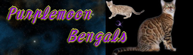ベンガルブリーダー Purplemoon Bengals