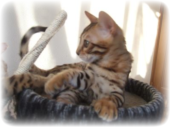 ベンガル猫PHOTO 