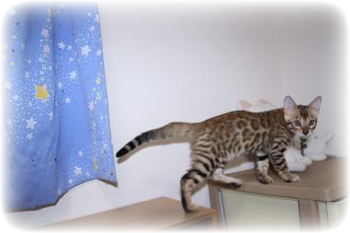 ベンガル猫PHOTO 